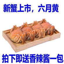 清水红膏大闸蟹公4.2母3.2鲜活现货螃蟹特大全母蟹两湖蟹可全公 六月黄2.8-3.4两10只