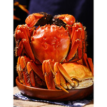 【活鲜】大闸蟹鲜活现货活体螃蟹六月黄海鲜水产全公母3两清水蟹河蟹毛蟹塞红康尔 六月黄螃蟹 不分公母公蟹为主 建议炒