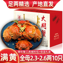 【活蟹】臻原生六月黄大闸蟹鲜活螃蟹现货河蟹海鲜水产生鲜蟹类礼盒装 全母蟹：2.3-2.6两（10只）