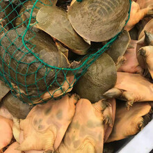 外塘放养生态甲鱼活体青黄王八食用老鳖甲鱼鲜活包活 2斤外塘青黄公鳖