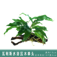 [店铺推荐]鱼缸造景水草活体淡水植物种子懒人装饰套餐水榕沉木造景阴性 瓦里斯榕+沉木单头