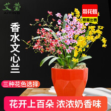 奶香味文心兰兰花苗 梦香 香水文心兰 现带浓香花苞出售室内花卉绿植盆栽送礼佳品 文心兰粉花5苗带多花