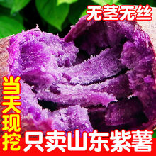 【香甜粉糯】沙地紫薯新鲜地瓜番薯 精选大紫薯【5斤】