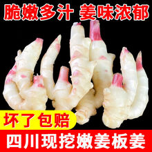 四川农家现挖新鲜嫩姜泡醋姜生姜红头大嫩姜红芽姜批发 四川小嫩姜仔2斤