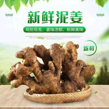 现挖新鲜老姜生姜应季蔬菜老母姜月子姜农家老黄姜 【五斤精选装】