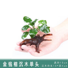 [店铺推荐]鱼缸造景水草活体淡水植物种子懒人装饰套餐水榕沉木造景阴性 榕+沉木单头