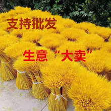 磐阙 上新天然麦穗干花花束开业大麦干花田园装饰摆件拍摄道具干花真花新品 黄金色100枝【50-60】