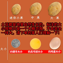 湖北现挖小土豆新鲜黄心土豆迷你土豆批发种子蔬菜非恩施3/10斤 10斤装(净重9斤)【硬币大小】