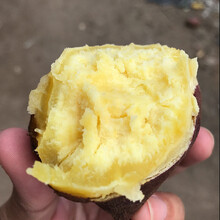 农家自种海南澄迈桥头富硒地瓜沙地红薯桥沙地瓜新鲜现挖鲜板栗红薯番薯整箱5\/10斤装 10斤精选装(净重9斤)