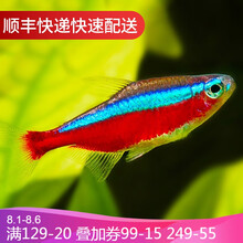 鱼官儿 热带观赏鱼红绿灯科鱼活体宠物小型淡水鱼群游灯鱼 宝莲灯50条