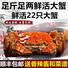 【活蟹】蟹品煌大闸蟹现货 公母蟹 大蟹 鲜活螃蟹 六月黄大闸蟹现货鲜活香辣蟹河蟹 生鲜水产礼盒装 六月黄（1.3-1.6两）22只