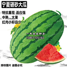 红人迷特大巨型高产超甜懒汉西瓜种子抗重茬8424正宗宁夏中卫硒砂石头瓜 硒砂大瓜大田专用100粒