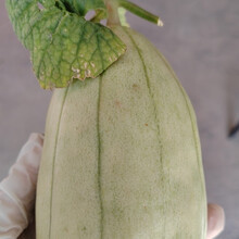 陕西高石脆瓜新鲜水果甜瓜香瓜脆甜多汁薄皮现摘3/4斤整箱礼盒装 3斤