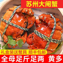 【活蟹】神行大闸蟹现货 全母蟹 大蟹 鲜活螃蟹 六月黄大闸蟹现货鲜活香辣蟹河蟹 生鲜水产礼盒装 公母蟹3.0-3.3两 8只装