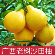 山间果好 广西阳朔沙田柚子新鲜水果纯甜柚子孕妇水果当季现摘白肉柚子 整袋59斤批发