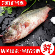 淡水鲈鱼鲜活现杀真空速冻冰鲜冷冻新鲜鱼半成品非海鱼 350g 去鳞去鳃去内脏 现捕现杀四条