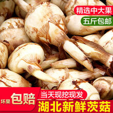 果真秀茨菇新鲜湖北天门特产农家自种现挖白茨菇鲜慈姑粉糯蔬菜 大茨菇 5斤
