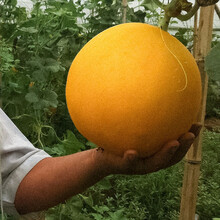 寿禾 香瓜种子伊丽莎白香瓜黄皮白肉白皮香甜瓜甜如蜜春季家庭种植四季易种瓜籽高产早熟寿光瓜种 【白肉】伊丽莎白甜瓜种子 10g