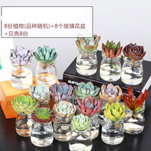 诺化多肉植物 京东