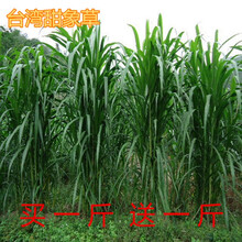进口多年生牧草种子甜象草种子四季常青大叶高产猪牛羊鱼草籽 甜象草种子半斤(买1送1)