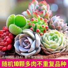 迎虞花苑多肉植物 京东