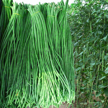 早熟青条豇豆种子种籽特长豆角种子高产四季播夏季春秋季蔬菜种孑 青条早熟先锋豇豆30克简装