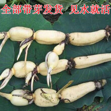 芹恋花 莲藕藕种藕根高产 食用观赏河塘荷花种藕苗 潜水藕种种苗种根种子 适合鱼类养殖场公园河塘景观 南斯拉夫雪莲藕(高产) 裸根不带土