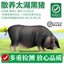 【散养太湖黑猪肉】无抗生素检测现杀农家土猪肉春节送礼年货团购 大里脊200g*4份