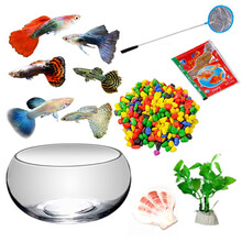 鱼多趣 孔雀鱼活体 小型热带观赏鱼淡水鱼 水族活体 随机孔雀6条（3cm）套餐 1套