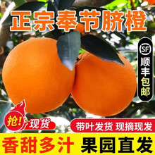 梦茜儿 伦晚脐橙 纽荷尔新鲜9斤正宗奉节手剥橙子无渣蜂蜜橙冰糖水果 3斤【65-70mm中果】 现货速发 新鲜现摘