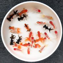 优鱼若宠 观赏鱼活体 水族宠物鱼 精品金鱼活鱼 大金鱼 小金鱼活体 冷水鱼淡水鱼 大眼金鱼 随机混色小金鱼4-5cm6只