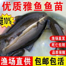 雅鱼苗淡水养殖食用活鱼裂腹鱼苗细鳞鱼苗阴河阳鱼冷水观赏鱼小鱼苗优质雅安雅鱼鱼苗批发 1条8-10厘米雅鱼苗(加饲料）