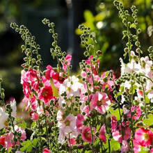 一播大地 蜀葵种子混色 庭院观赏盆栽四季播易种多年生花卉种子 一丈红 蜀葵种子混色100粒