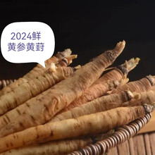 黄参黄葑甘肃山丹小萝卜小人参野生绿色无硫煲汤涮火锅营养特产 500克通货干黄参