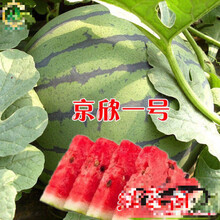 苏购 麒麟西瓜种子 西瓜种籽巨型懒汉瓜王麒麟甜王四季播水果早熟脆甜多汁大西瓜种子 原装金欣一号80粒