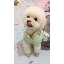 猫咪衣服 春夏装美短英短蓝猫布偶暹罗加菲猫衣服条纹衣服 绿色 条纹猫衣服 XS(建议1-3斤)