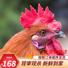 芮瑞 土鸡农家散养土鸡鸡肉新鲜笨鸡柴鸡公鸡 净重2斤