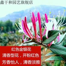 金银花盆栽老桩花卉攀援藤蔓爬藤庭院阳台植物室内花四季开花不断 红色金银花(4年当年开花) 不含盆