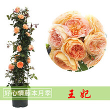欧月藤本月季玫瑰蔷薇花苗浓香型爬藤植物庭院四季花卉盆栽玫瑰花卉多季开花盆栽耐寒花卉耐热 王妃 【爬藤60公分左右高】