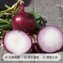 寿禾 紫红皮洋葱种子圆葱早熟四季播春季蔬菜葱寿光蔬菜种孑菜籽 精品新红星10g装