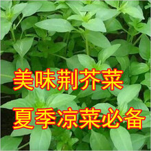 苏购 河南大叶荆芥种子菜籽蔬菜种子四季播荆菜阳台农家田园种籽一包 原厂包装 50克荆芥