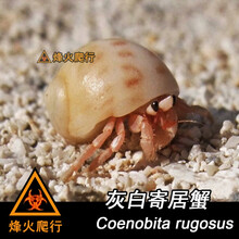 宠物寄居蟹2-8cm多品种 草莓灰白短腕活体陆生淡水新手宠物蟹 灰白寄居蟹2-3cm左右