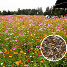 仟草集 野花组合种子 菊花种子庭院花卉 花草种子草坪花种子四季播种 波斯菊半斤