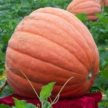 进口巨型南瓜种子籽美国特大巨型南瓜单果可达400斤四季种可食用 进口30粒