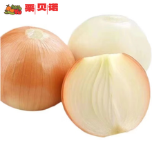 京地达新鲜黄皮洋葱3斤装 现挖白肉脆甜黄皮洋葱 黄皮大葱头 源头直发