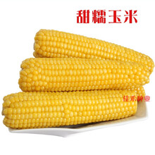 粘糯玉米种子 黄白色鲜食 甜糯玉米籽春夏播四季蔬菜 黄色甜糯玉米50克分装约150粒