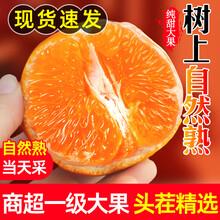 云南宾川沃柑沃柑新鲜水果应当季柑桔橘子整箱纯甜爆汁果园直发 5斤【果径55-60mm】