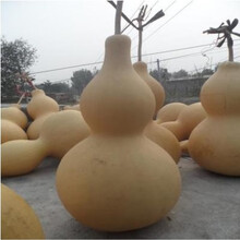 八宝葫芦娃迷你手捻葫芦种子特大葫芦食用西葫芦种子瓠子种子 特大葫芦5粒