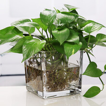 厂家直销 正方形水培玻璃花瓶透明方缸绿萝睡莲铜钱草花盆鱼缸玻璃容器12*12方缸中号 12*12方缸