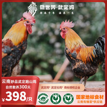 微世界云南·妙品武定跑山鸡·自然慢长300天土鸡 顺丰生鲜云鸡3 -3.6斤